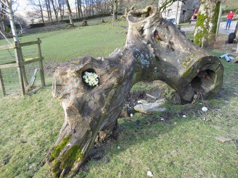 buckden feb14 tree -Riley