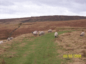 LAMB HENRYS OXENHOPE MW5