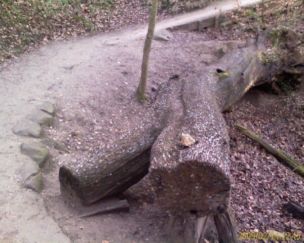 money tree full of coins, from bolton abbey walk 