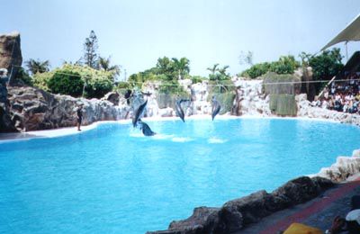 dolphins-tenerife-aug2003-with-tribe-and-roy-and-adele