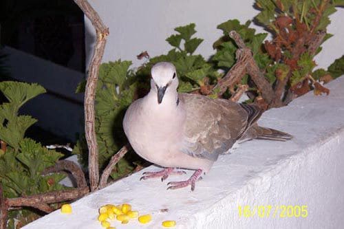 friendly pigeon tenerife style 